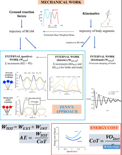 Review: Mechanical work as a (key) determinant of energy cost in human locomotion: recent findings and future directions <a href="/leotartaruga/">Leo Peyré-Tartaruga</a> <a href="/dewolf_arthur/">Arthur H Dewolf</a> <a href="/DvDMalatesta/">Davide Malatesta</a> <a href="/MonteA_biomech/">Andrea Monte</a> buff.ly/3zvCYGM