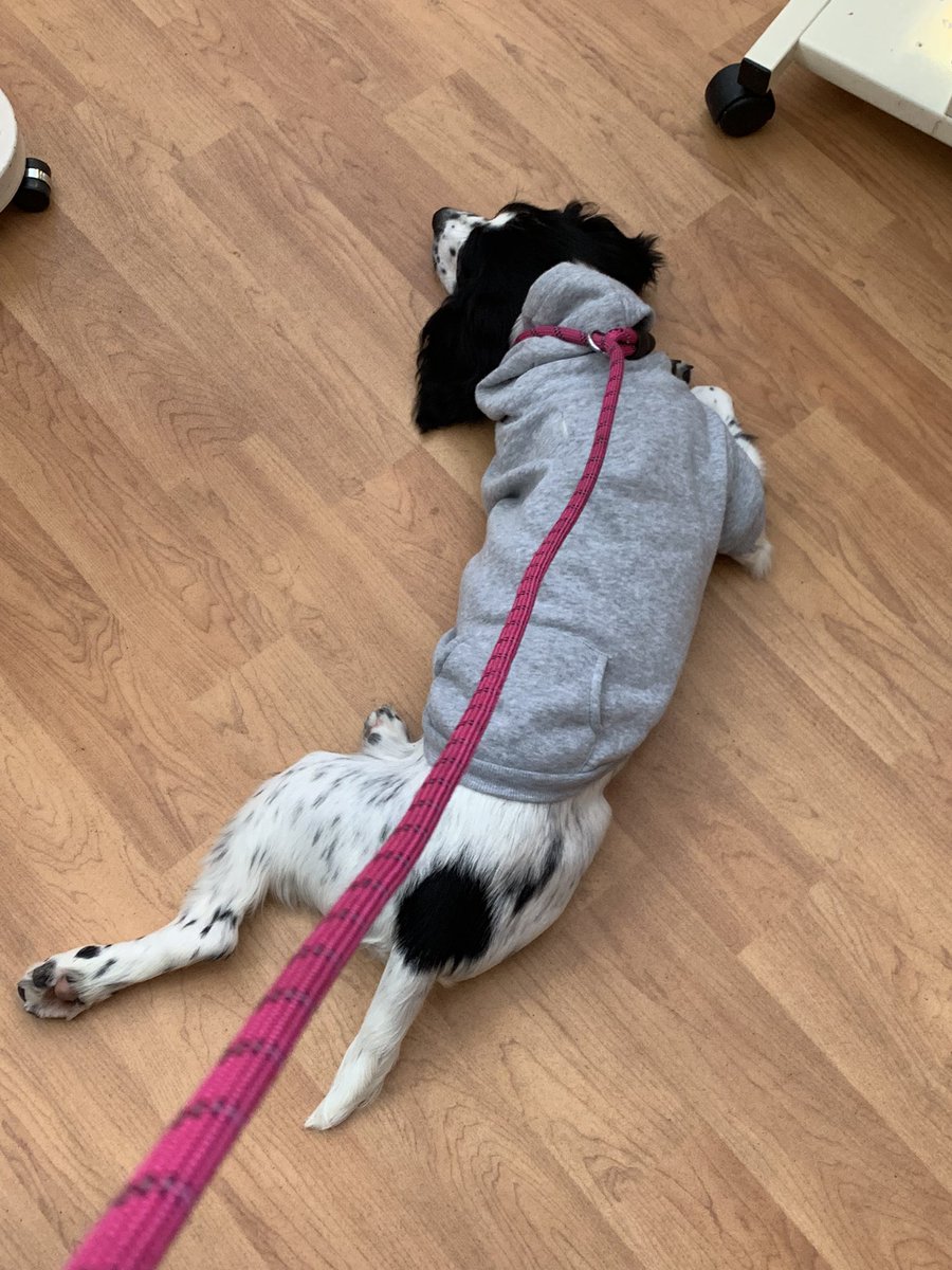 Safe to say Darcie has made some new friends at Willow Ward today and LOVED the attention - didn’t think Isobel was giving her back 🤗 *Photo taken with consent form in place #NHS #TherapyDoginthemaking