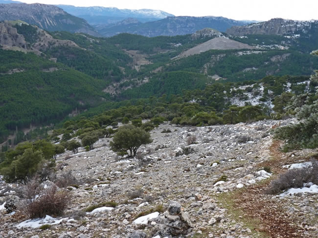 QuebrantaPNCazo's tweet photo. La ruta del Calar del Espino es una de las más atractivas de la #SierradeSegura. El sendero es un auténtico balcón desde el que se divisa la totalidad de las zonas agrestes y cumbres del Parque.
https://t.co/Z7NKh3UxPv
#turismoactivo #senderismo #GR247 #BosquesdelSur @dipujaen https://t.co/DMvNQexLAn