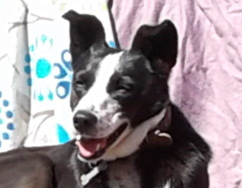 primeralluvia's tweet photo. "Humana... Ya estoy de vuelta post-cirugía y me siento un poquitito debilucha, pero ¡filiz, filiz!, como siempre me he sentido en mi casa, con mi familia" ❤️🐶 #miluceromitesoro #laprincess https://t.co/AMumaSh4vP