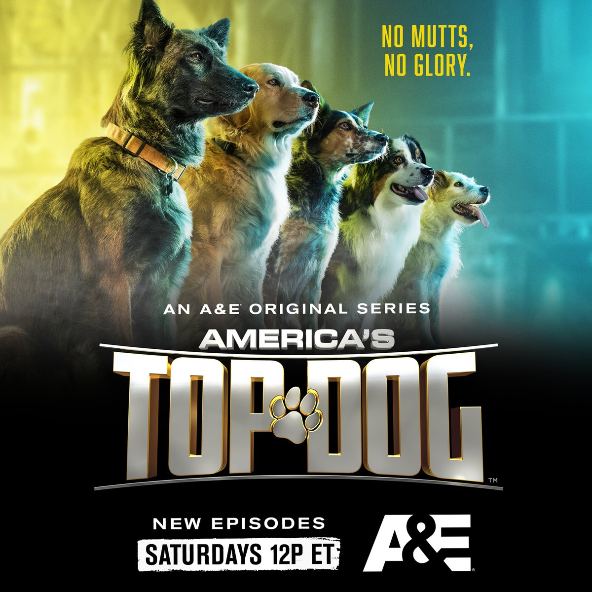 TopDogAE's tweet photo. America's Top Dog is BACK with another ALL-NEW season! 🐕  Binge on back-to-back episodes Saturday 9/18 &amp; 9/25 starting at 12pm ET on @AETV. #TopDogAE 🦴 https://t.co/LPVsNReaOf