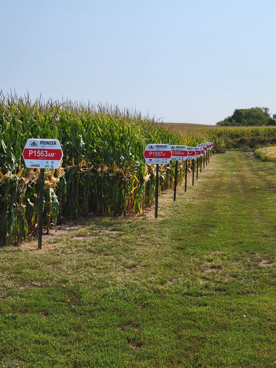 olsong1967's tweet photo. Field day / Plot supper Monday
#enlistsoybeans
#Pioneerseeds https://t.co/NZ3PgoECY9