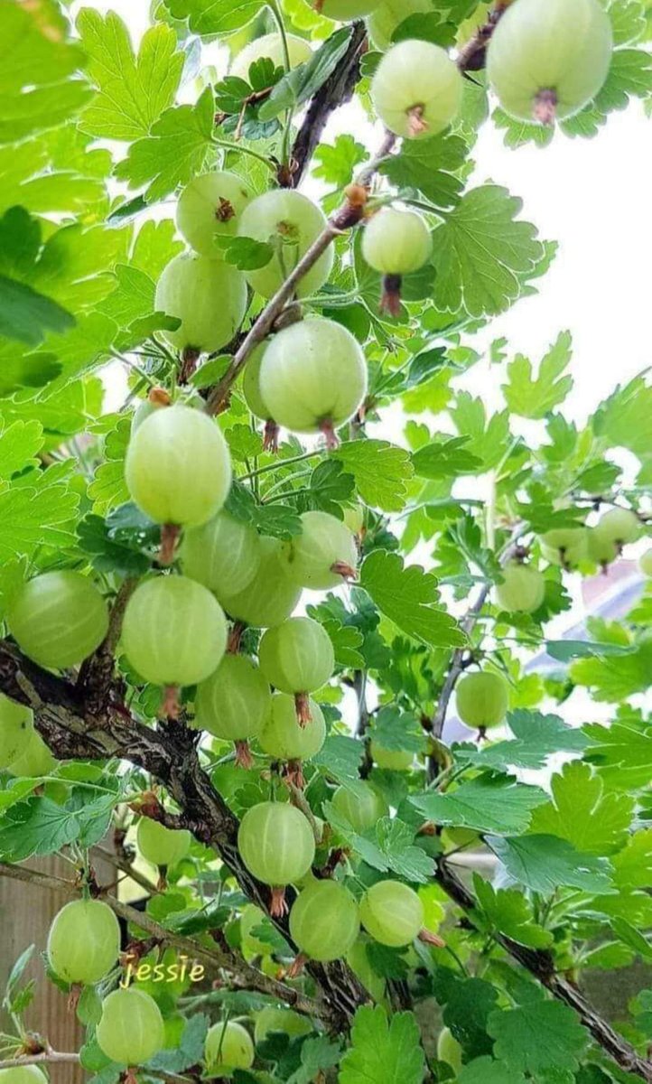 PowerBoard13's tweet photo. @ShimaIslam11 https://t.co/QnOQrZZ1Ak