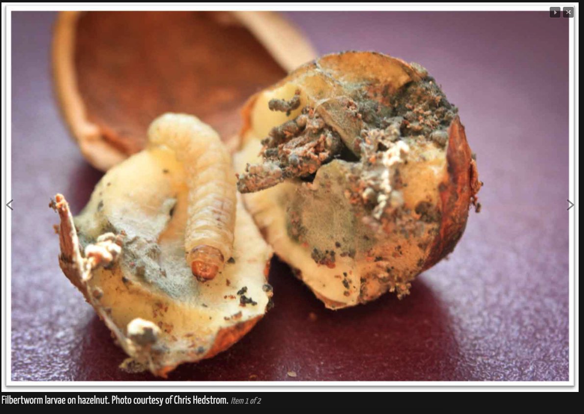 Oregon IPM Center tweet media