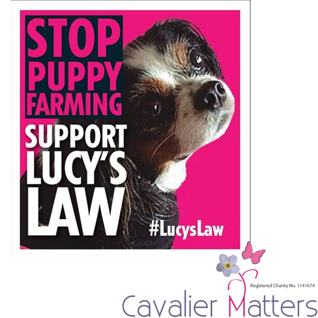 Today in Wales #Lucyslaw came into place which bans the third-party sale of puppies and kittens.  Named in memory of Lucy, a Cavalier who was rescued from a Welsh puppy farm.

Cavalier Matters‘ Dotty was rescued from a puppy farm  cavaliermatters.org/dottys-diaries/

#puppyfarm#rescuepuppies