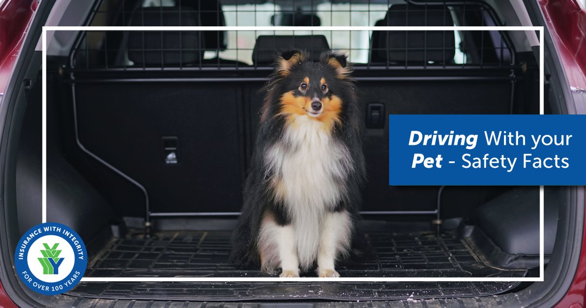 youngsinsurance's tweet photo. #FactFriday how to ensure your pet's safety before you take that road trip #bewise #InsuranceWithIntegrity #OntarioBrokers https://t.co/UtSjxDBpVm https://t.co/GU92B6J9B9