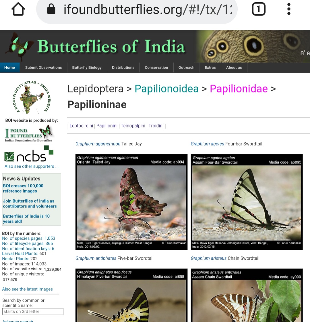 BOI has achieved another milestone! More than 114000 reference images are available now. Let's keep this momentum going and get more submissions during #BBM! Congratulations to the entire team! #bbm2021 ifoundbutterflies.org @krushnamegh @NCBS_Bangalore @IFoundButterfly