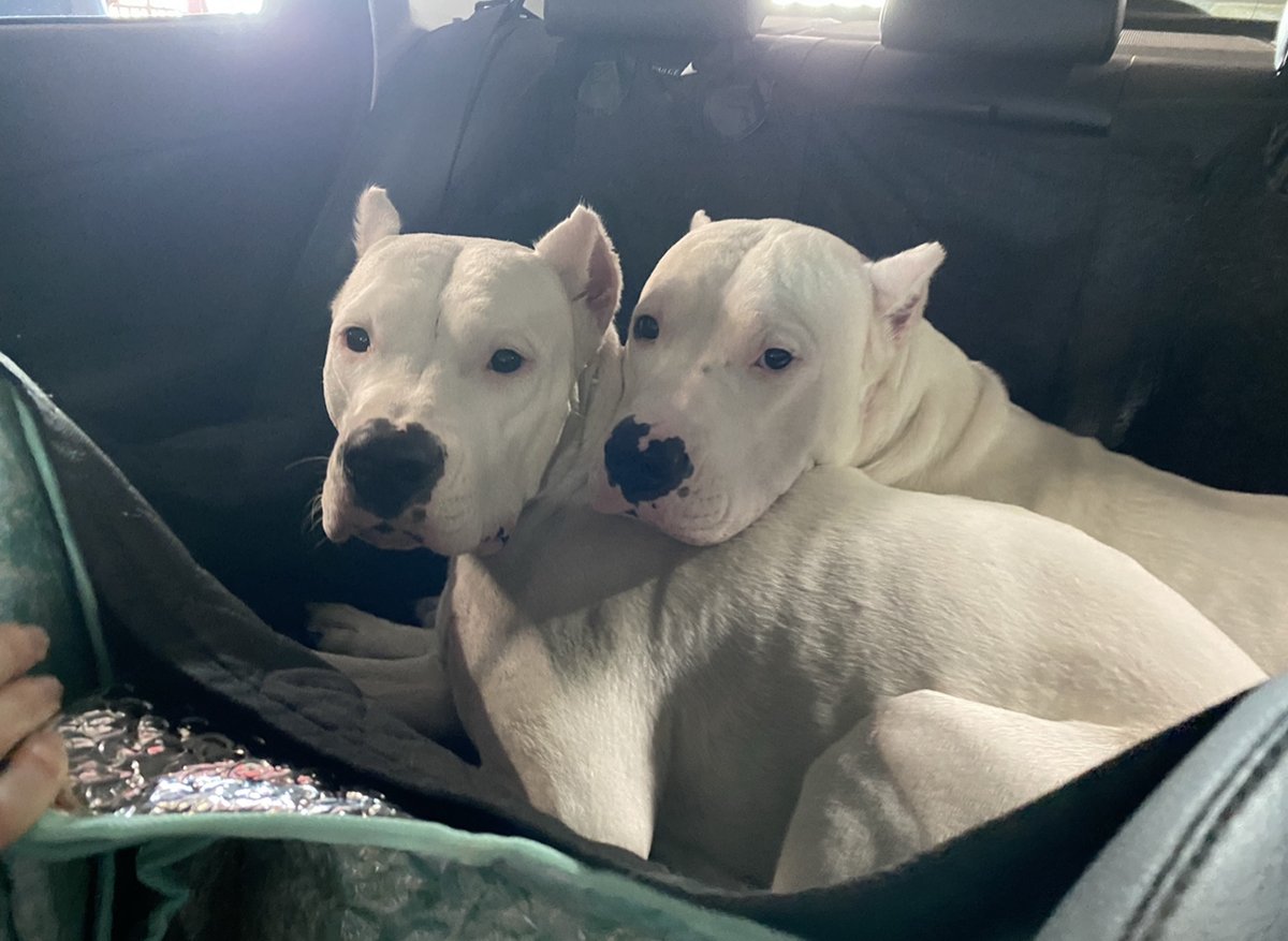 thedogogang's tweet photo. Hi ho hi ho, to the vet we go ๐๐ฉโโ๏ธ๐๐
#nextmune #allergies #vet #dogsoftwitter #dogoargentino #brotherandsister https://t.co/vCsrLoqzek