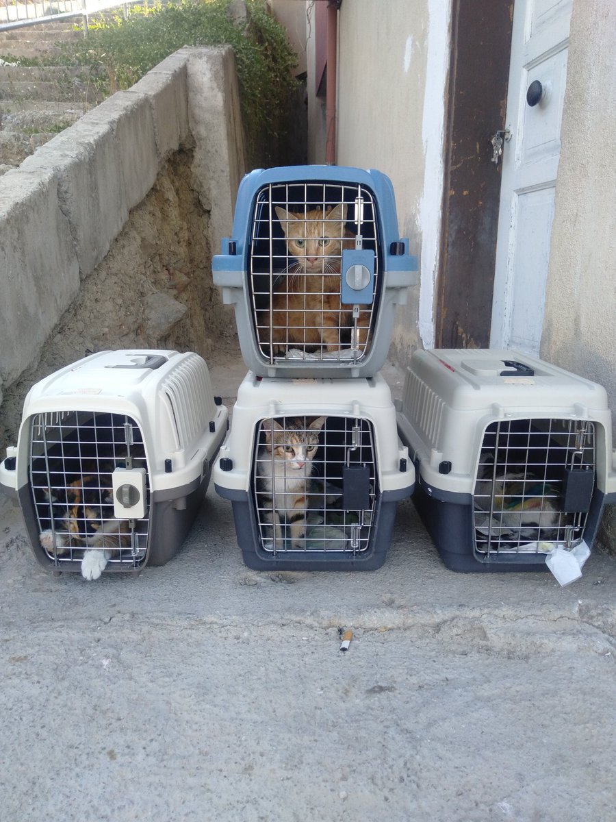 sokaktamucadele's tweet photo. Bir kedi Kibar Mahallesi'nden,
İki kedi Limontepe'den,
Biri de Eski İzmir'den.

Bugün dört, bu hafta on dört kediyi belediyede kısırlaştırdım.

Tüm ilçeye dağılır halde kısırlaştırma yapıyor ve bu yerleri de besliyorum. Mama desteğine ihtiyacım var.

https://t.co/sAkhyNKmQZ https://t.co/tymxux8akE