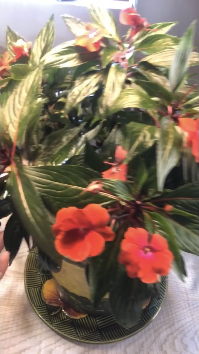 Esa planta es igual que la de mi casa  #Secret10S 🤣