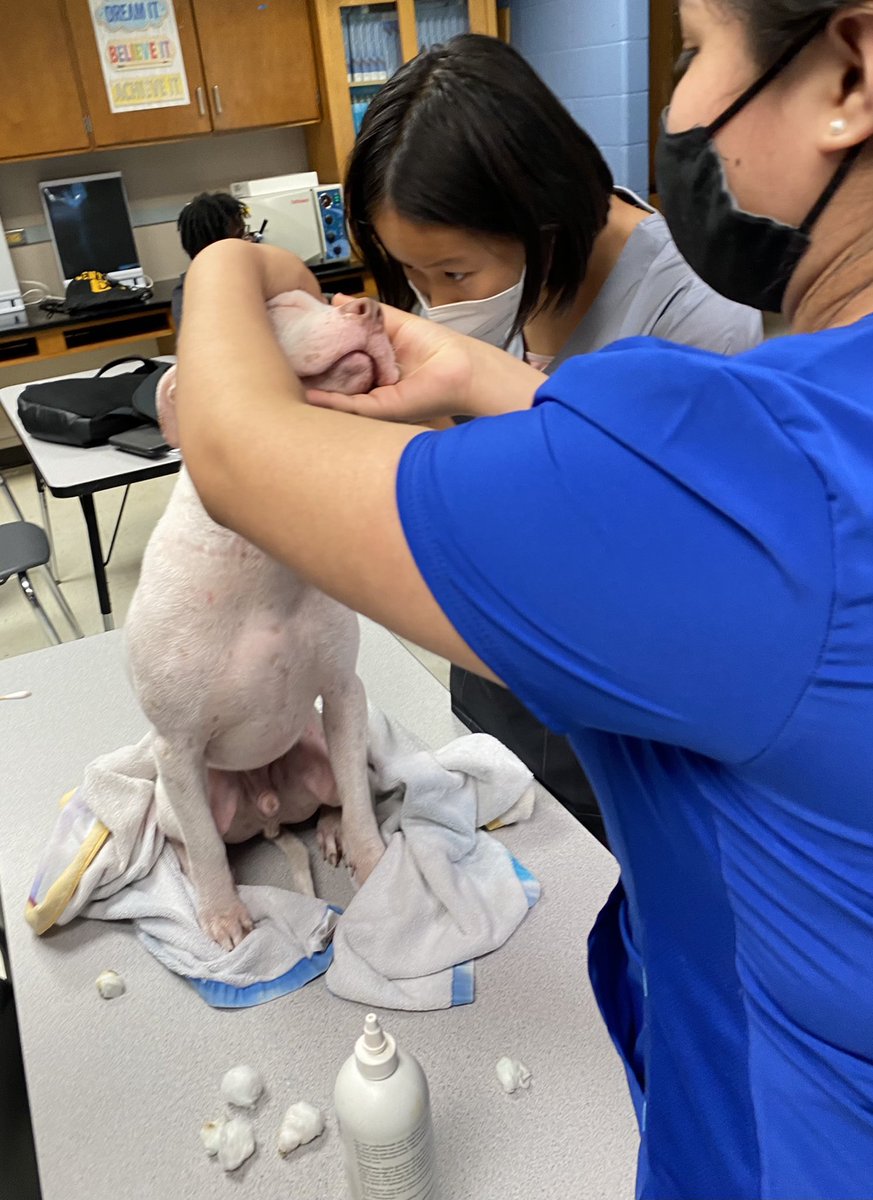 CHSCooksey's tweet photo. My @LouisvilleCHS jrs and srs have really missed out on a lot of hands-on experiences. It was nice to have a few dogs in for them to practice their skills.  My puppy co-teacher was not amused to be used for the muzzle how-to. 🤷🏾‍♀️ #dogdaysatCHS #CTElife https://t.co/PMPtJtgjv3