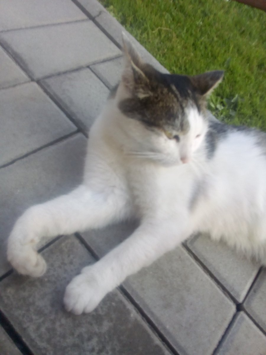 Ardium_'s tweet photo. my cat :) https://t.co/u6XsCfItxq