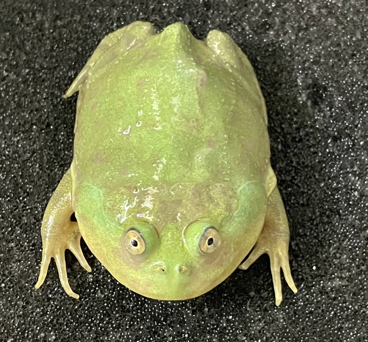 Bears_Frog's tweet photo. 🐸Bears Frog プレゼント企画 第3弾🐸
バジェットガエルを2名様にプレゼント致します🙌
【応募期間】9月11日～9月15日
【応募方法】フォロー＆リツイート
【当選発表】9月17日にこちらに当選者を発表＆DMさせて頂きます。 https://t.co/ESnIYELJ9h