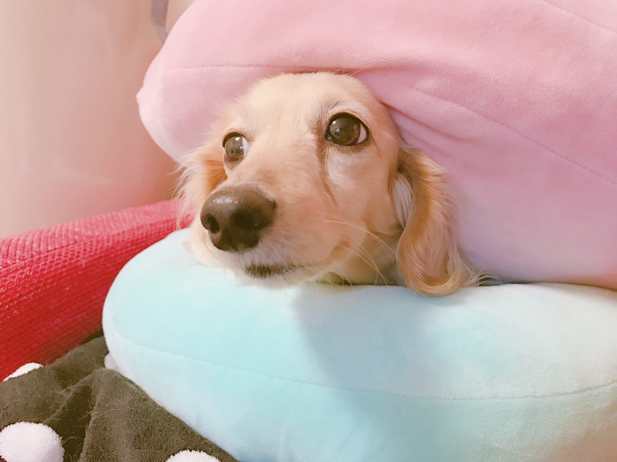 直販ネット 完売品 シンクビー ダックスフンド ももちゃん ぬいぐるみ