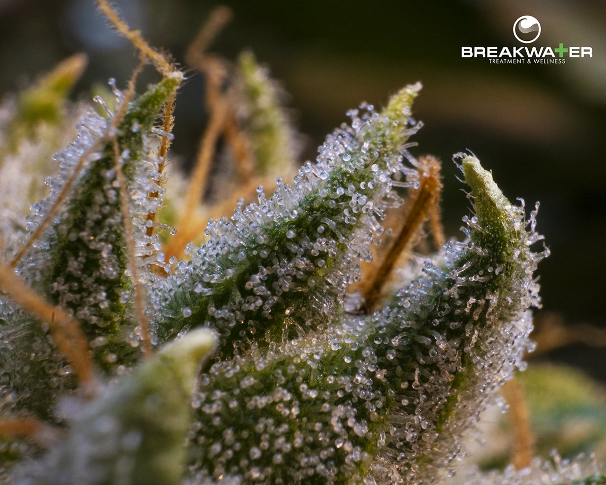 BreakwaterATC's tweet photo. Sometimes the littlest things have the biggest impact.
#cannabis #420 #terpenes #herb #cannabisphotography#naturesmedicine #cannabisculture #njmmp #cannabiscommunity #420pics https://t.co/ceNHxMkDoV