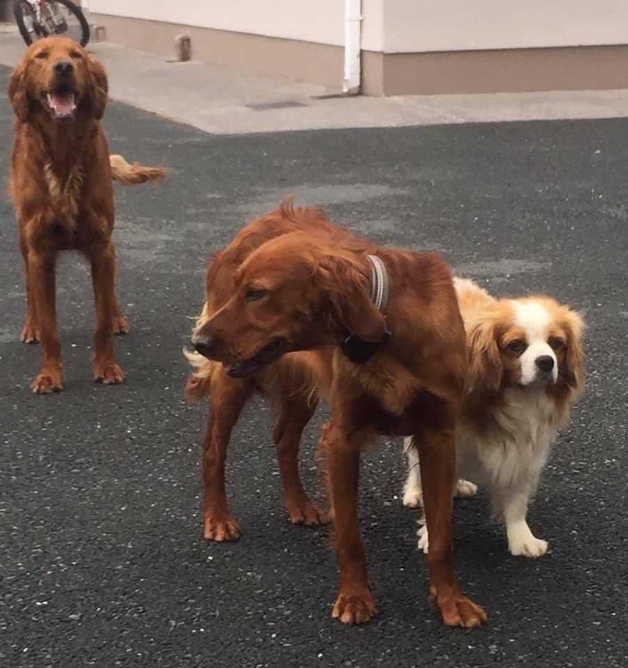2 red setter dogs missing possibly stolen in #Kanturk area. Dark coloured car spotted parked in driveway at around 11am reg 151D3639. Could be false plates. Please be on the lookout <a href="/CorkSafetyAlert/">Cork Safety Alerts</a> <a href="/C103Cork/">C103</a>