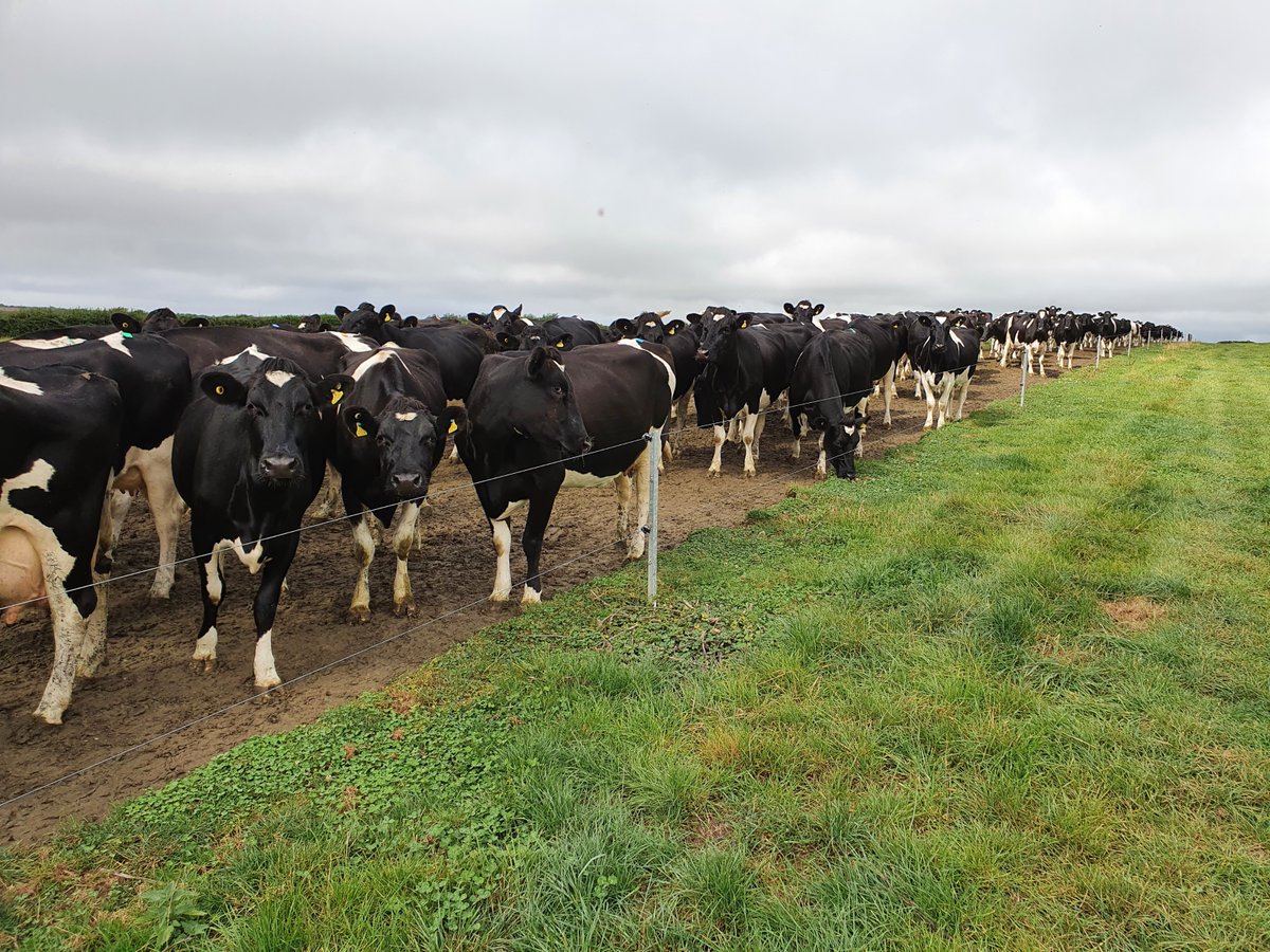 first_milk's tweet photo. Our final regenerative farming workshop came from Pembrokeshire, hosted by the Rees family of Moor Farm. We were treated to the wonderful sight of 300 cows coming in from grazing a herbal ley. #cowtrain #soilhealth = #planthealth = #animalhealth https://t.co/mUdRZqLpEa