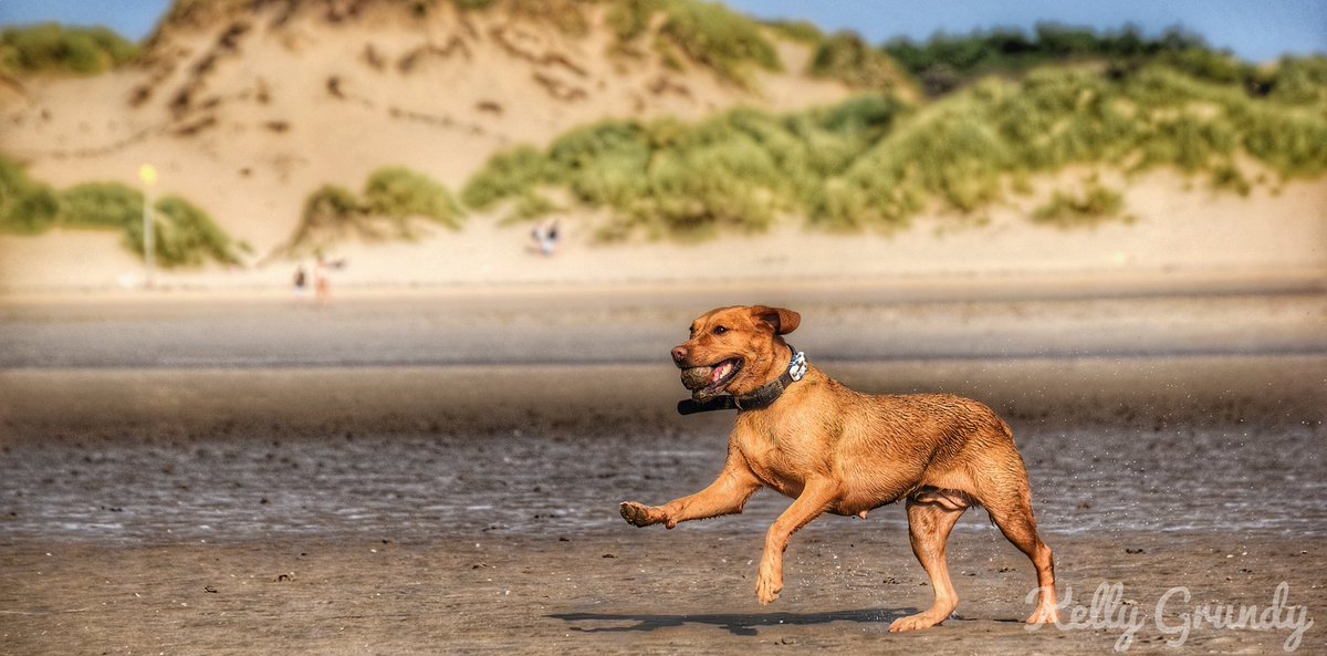 PicturesfromKel's tweet photo. Let’s play fetch! #dog #dogplayingfetch #games #labrador #DogsofTwittter #doglovers #beachlife #beautiful #playful #happy #Nikon #nikonphotography #photography #PhotoOfTheDay #photographylovers #photographer #sanddunes #sandandsea https://t.co/IsoNAcCTC5