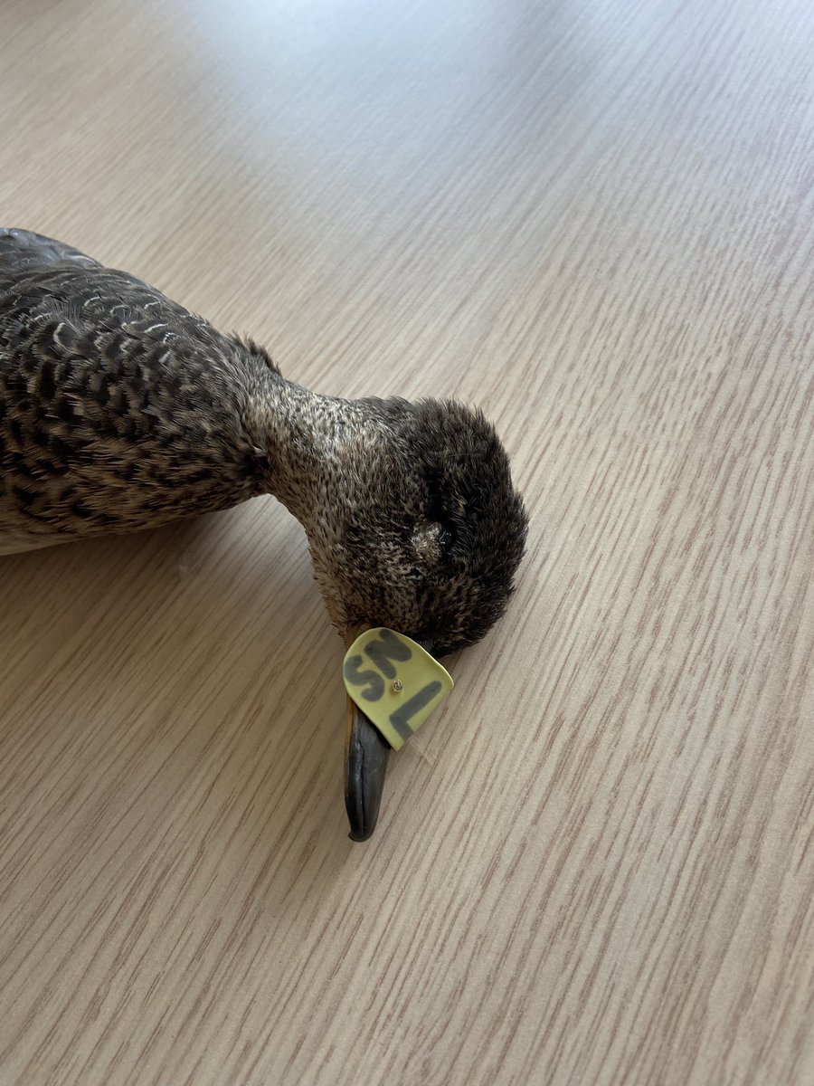 Les #chasseurs, par leurs prélèvements, représentent une part importante du taux de reprises dans les suivis ornithologiques. Les données récoltées permettent de renseigner les paramètres démographiques de l’espèce. 

#IlsSachentNousChassons 
#LiberteRuralite