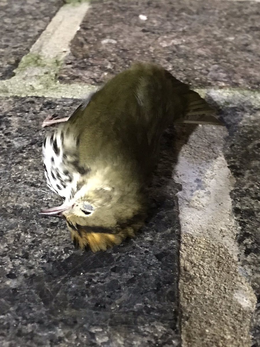 LightsOutBalt's tweet image. Fall migration has begun, and our dedicated volunteers are monitoring like nobody’s business. This morning yielded six dead—including this Ruby-throated Hummingbird, Swainson’s Thrush, and four Ovenbirds—and no rescues. #turnthelightsout #windowcollisions #charmcity