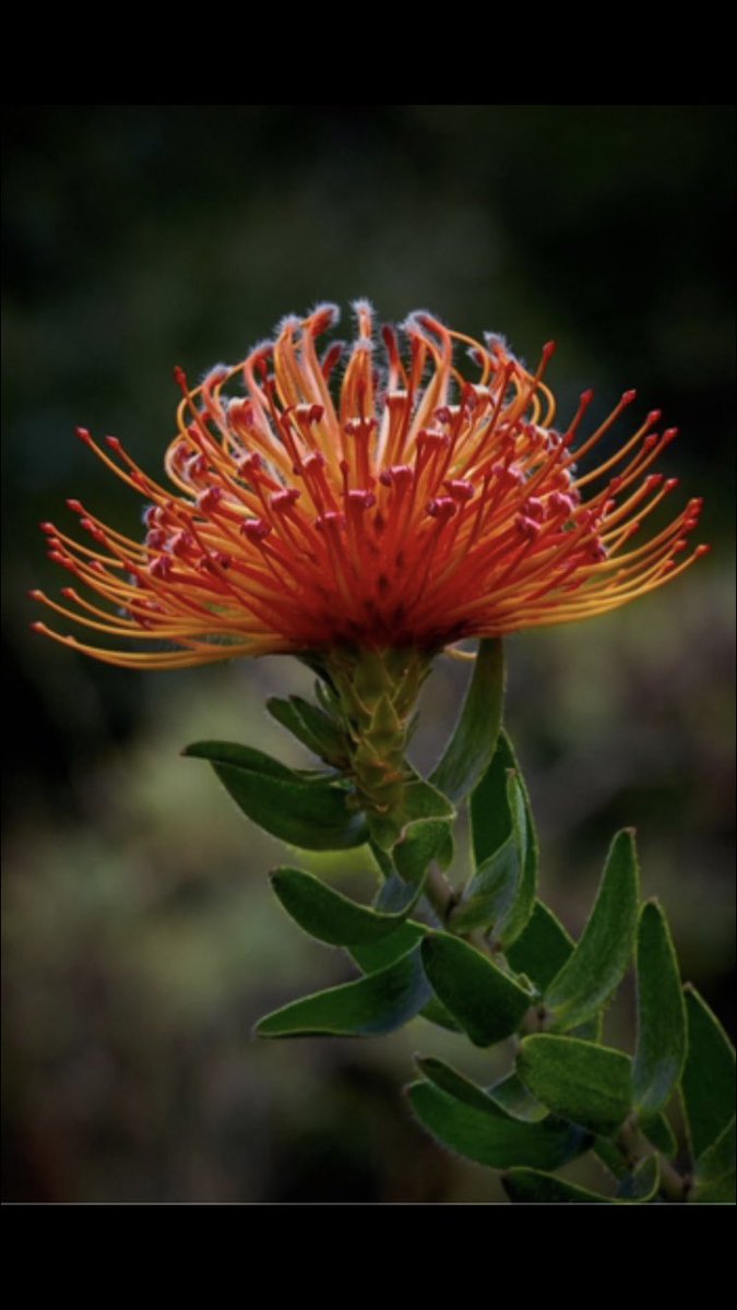 That’s a beauty. #nature #flowers #photography #uplift #exoticplants