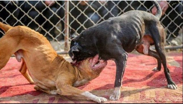 Порода питбуль. Бойцовский бультерьер. Американский бандог терьер. Булли, стаффорд и питбуль. Почему бойцовских.