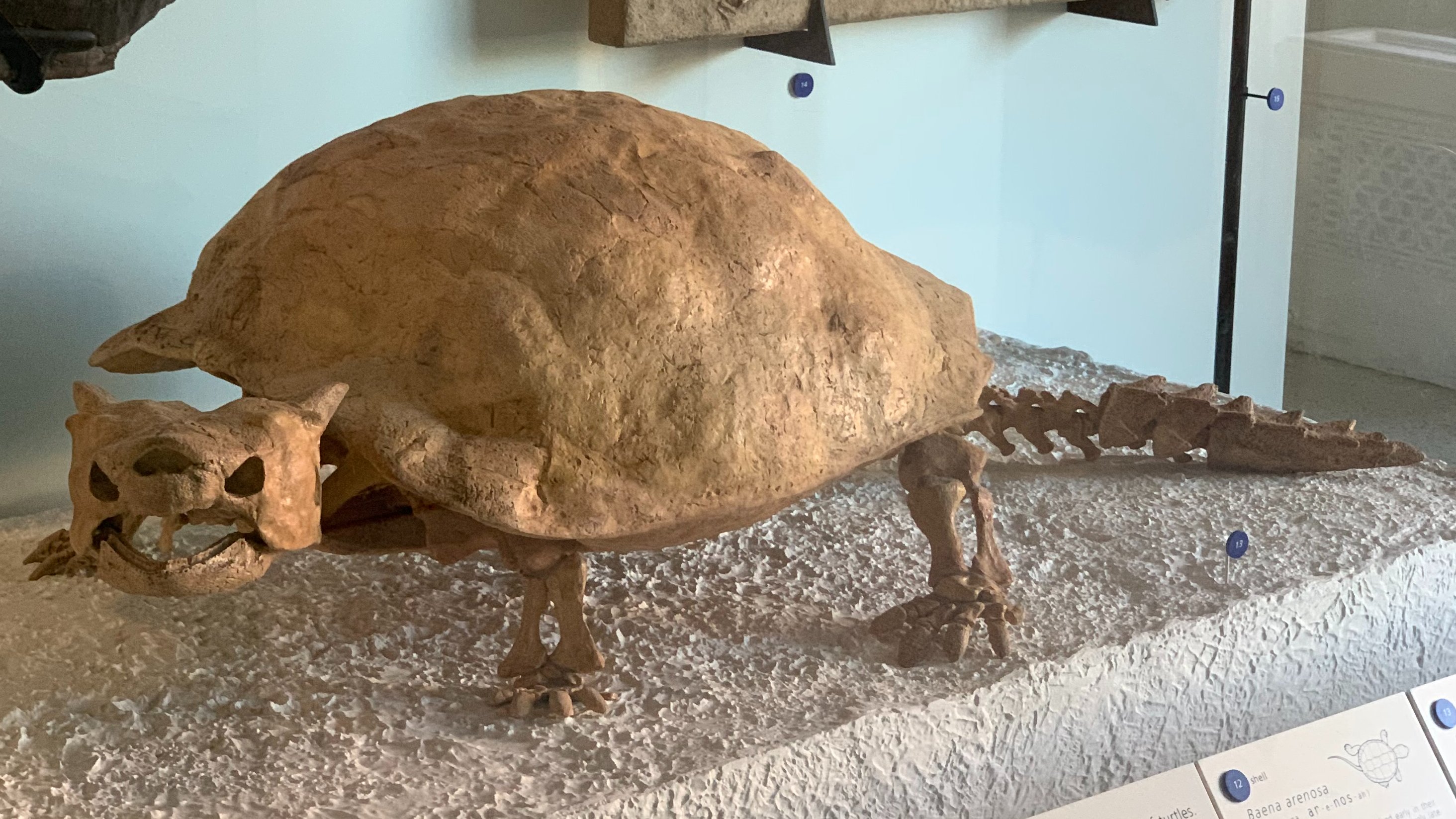 中島保寿 古生物学者 メイオラニア すごく原始的なカメで どのくらい原始的かって横首ガメ 曲頸類 と縦首ガメ 潜頸類 が分かれる前に独立したグループなのだが それが案外最近の12万年ほど前まで生きのび ヒトとも同時期に生息していた 甲羅以外