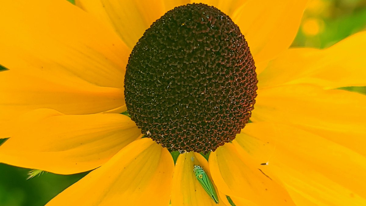 LovelyEarthS's tweet photo. The tiny leaf hopper is taking a rest on a black-eyed Susan petal.
#LeafHopper #GreenBug #WildlifeGardening #LovelyEarthSociety https://t.co/UOmpyIHVb5