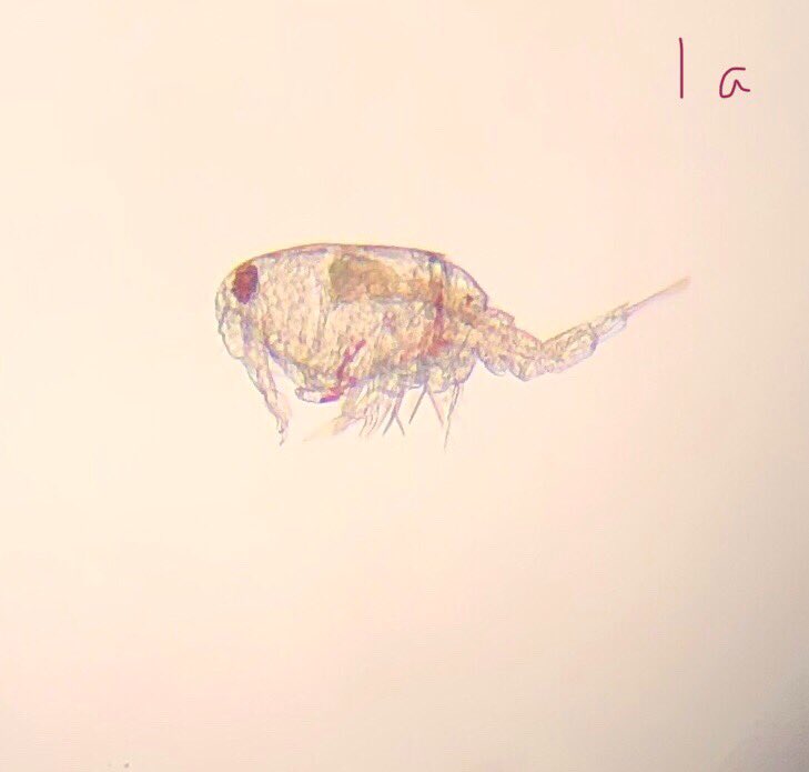 Matt Wood (@wood_mj) on Twitter photo First day of the #UoGmarine field course was a glorious day for #plankton and #microplastic sampling <a href="/uglosbioscience/">UGlos Bioscience</a> <a href="/UoGNatSocSci/">School of Natural & Social Sciences</a> <a href="/uniofglos/">University of Gloucestershire</a> @FSCDaleFort First day of the #UoGmarine field course was a glorious day for #plankton and #microplastic sampling <a href="/uglosbioscience/">UGlos Bioscience</a> <a href="/UoGNatSocSci/">School of Natural & Social Sciences</a> <a href="/uniofglos/">University of Gloucestershire</a> @FSCDaleFort