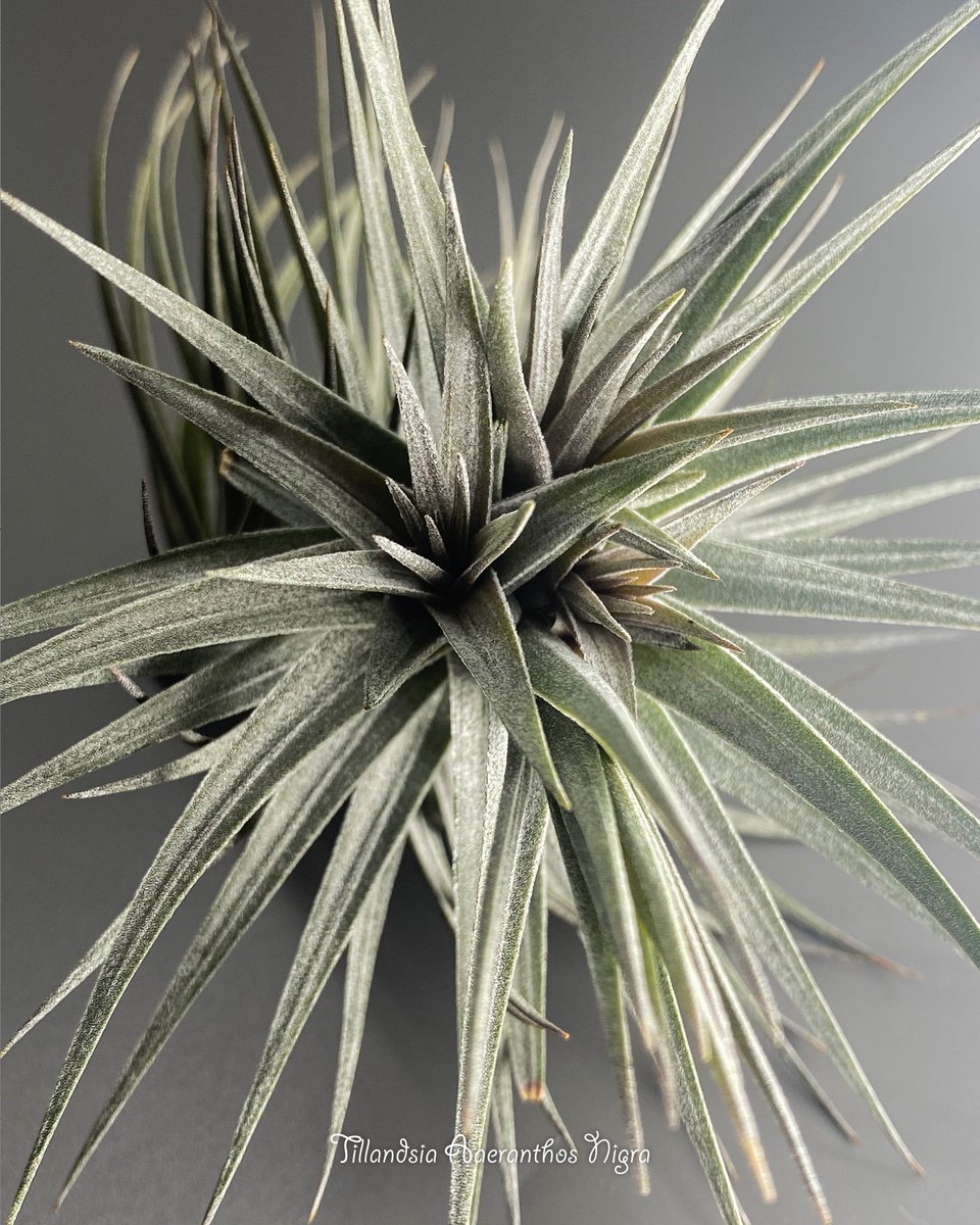 Tillandsia Twitter Search Tillandsia Twitter Search
