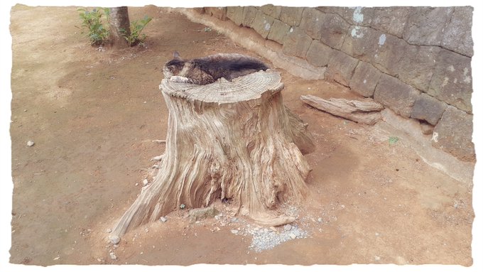 切り株のtwitterイラスト検索結果