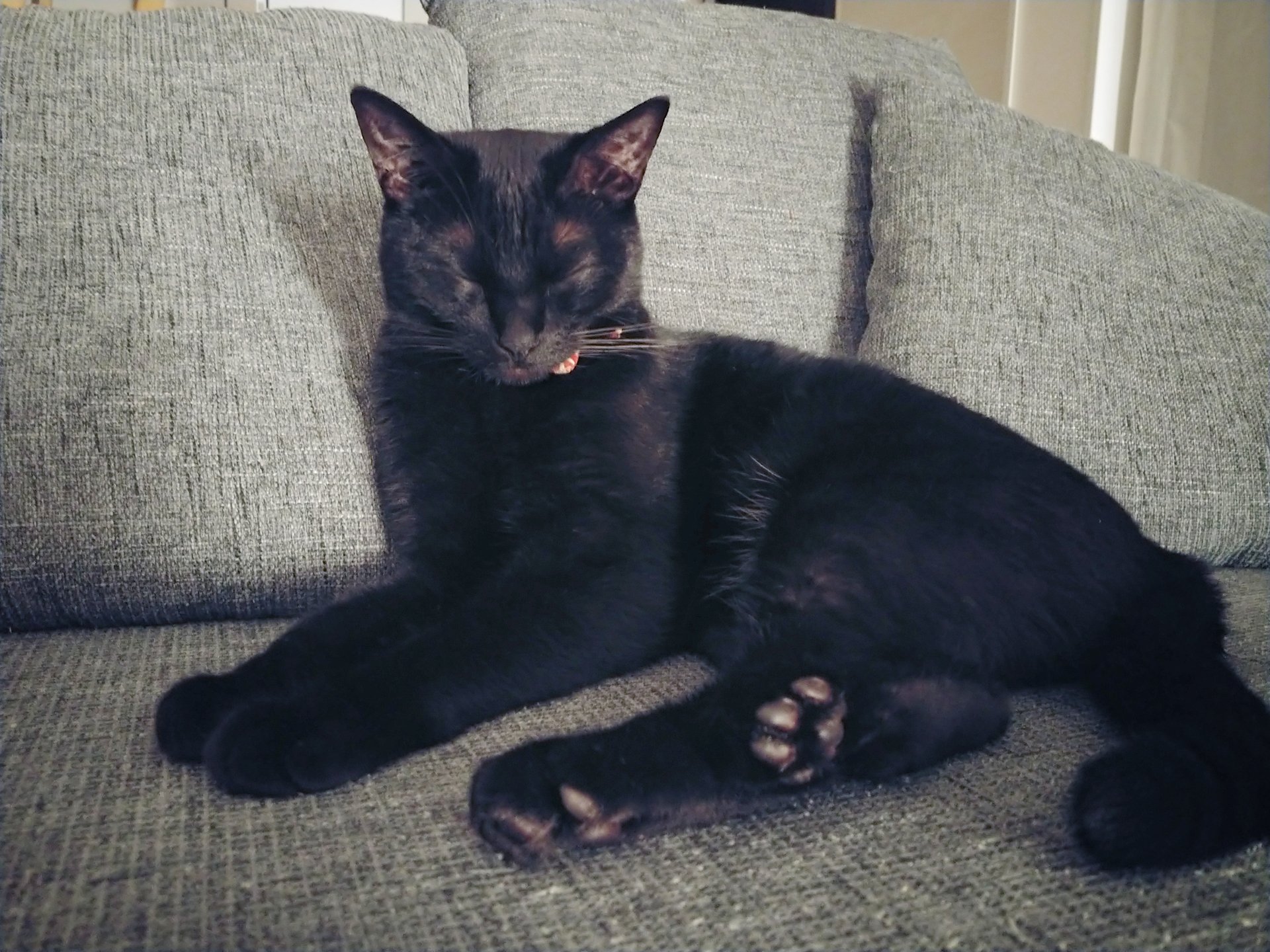 仔猫を拾ったので 1241日目 寝かしつけが終わって静かになるとたまーに誰もいないソファで寛ぐ黒猫 キジトラ はひとり悠々か または配偶者や黒猫とソファでよく寛いでいたが 黒猫はひとりではあまり乗らない キジトラが亡くなってからますます乗ら
