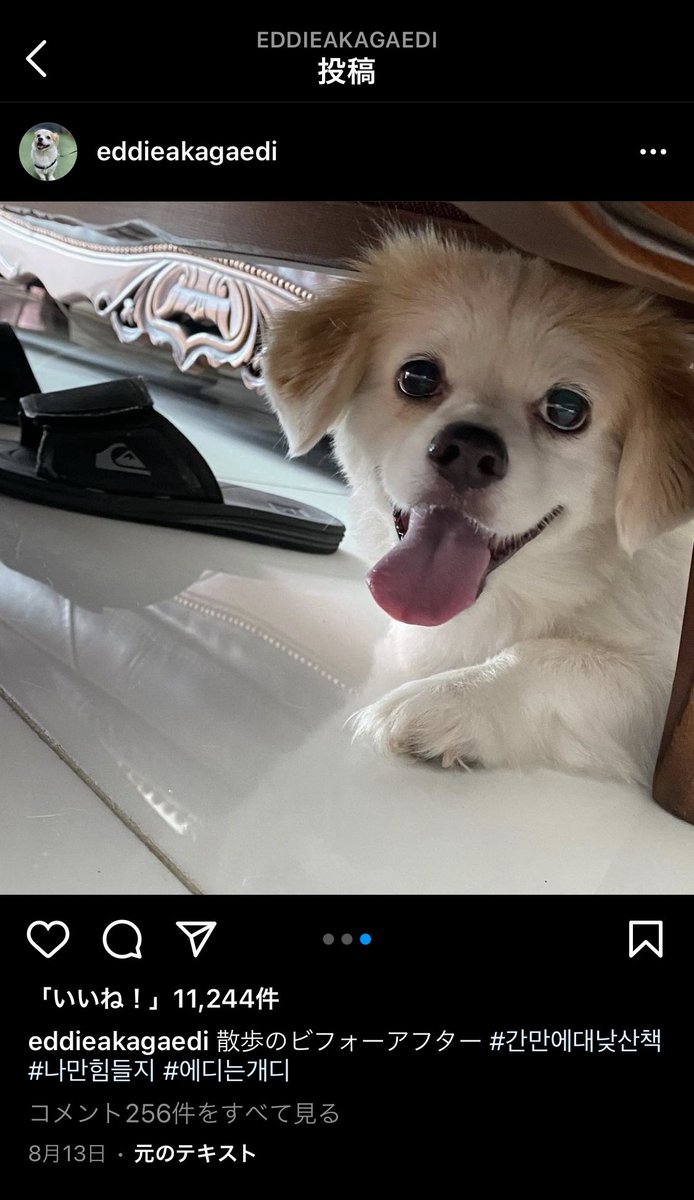 ぱちゃも 見るもの溜まっててすっかり忘れてたけど テギョンが三食ごはんってバラエティで出会った子犬 可愛すぎる T Co Iykvinmwxv