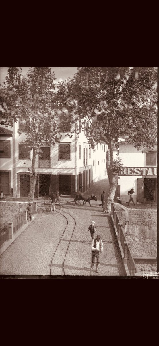 Madeira tempos passados tweet media