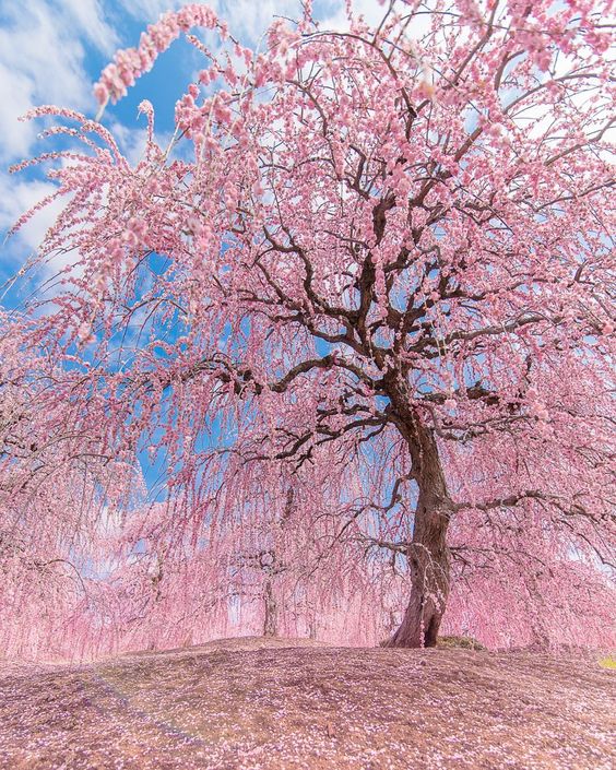 RashadaWrites's tweet photo. “Time you enjoy wasting is not wasted time.”- #quotes 🌸#life🌸#nature🌸#photography https://t.co/c4AyTPCWmN