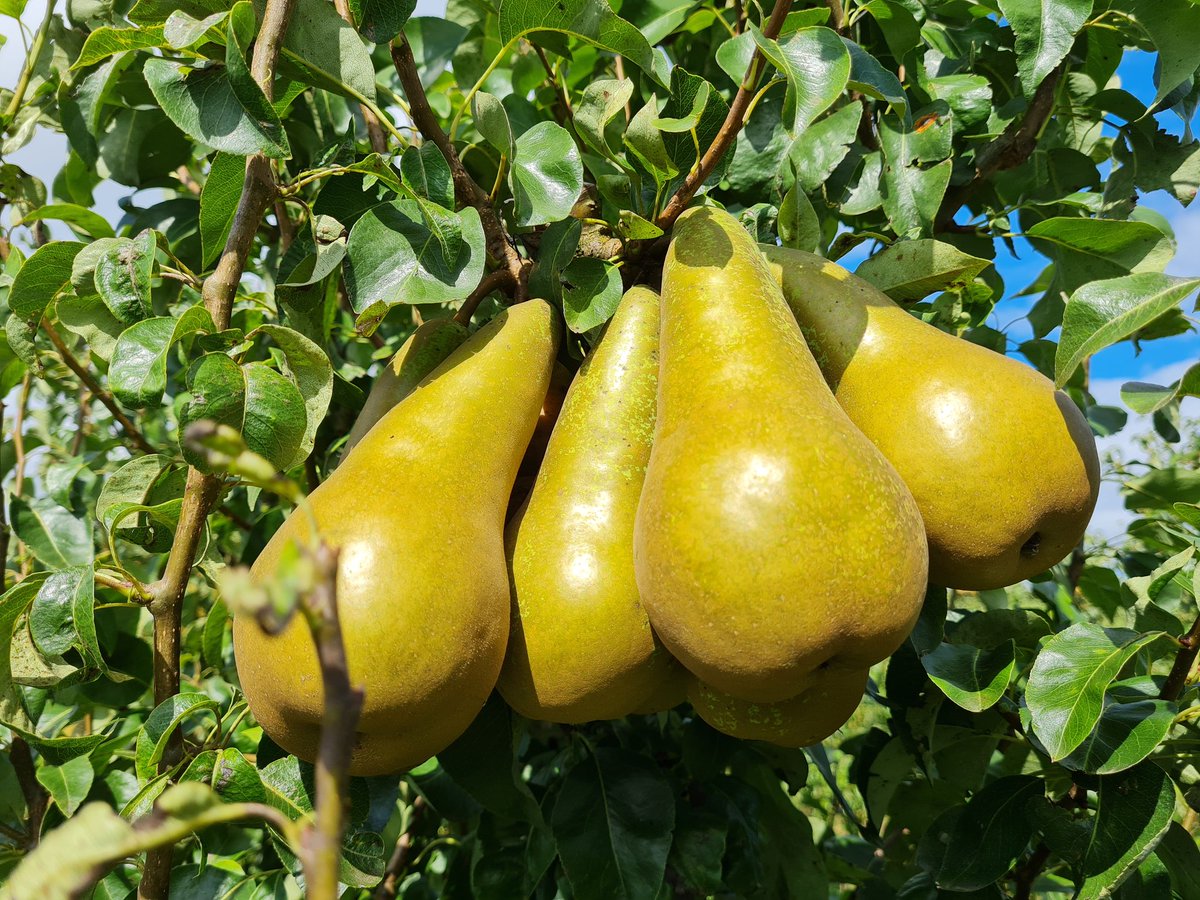 Pear harvest in full swing, be great if the whole orchard was like this.