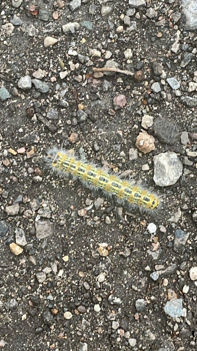 JarvillLauren's tweet photo. Today’s finds: a Buff Tip Caterpillar and an oak-bush cricket, AKA ‘Drumming Katydid’ #septembernature @hillholtwood https://t.co/LUmadwVSRY