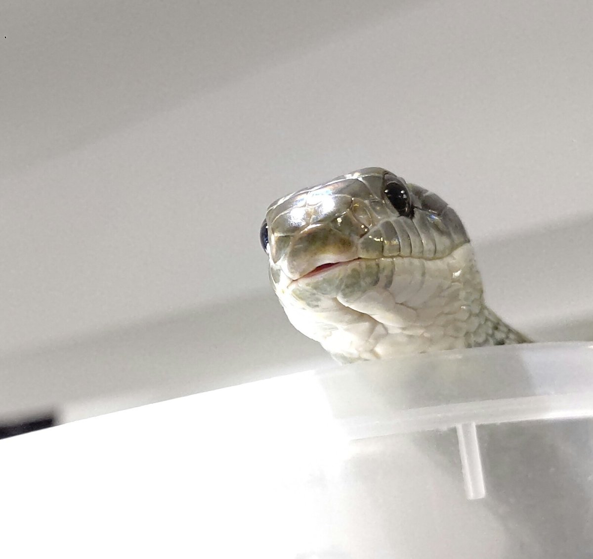 東京スネークセンター カフェは時短営業中 12時 18時 Tkysnakecenter توییتر