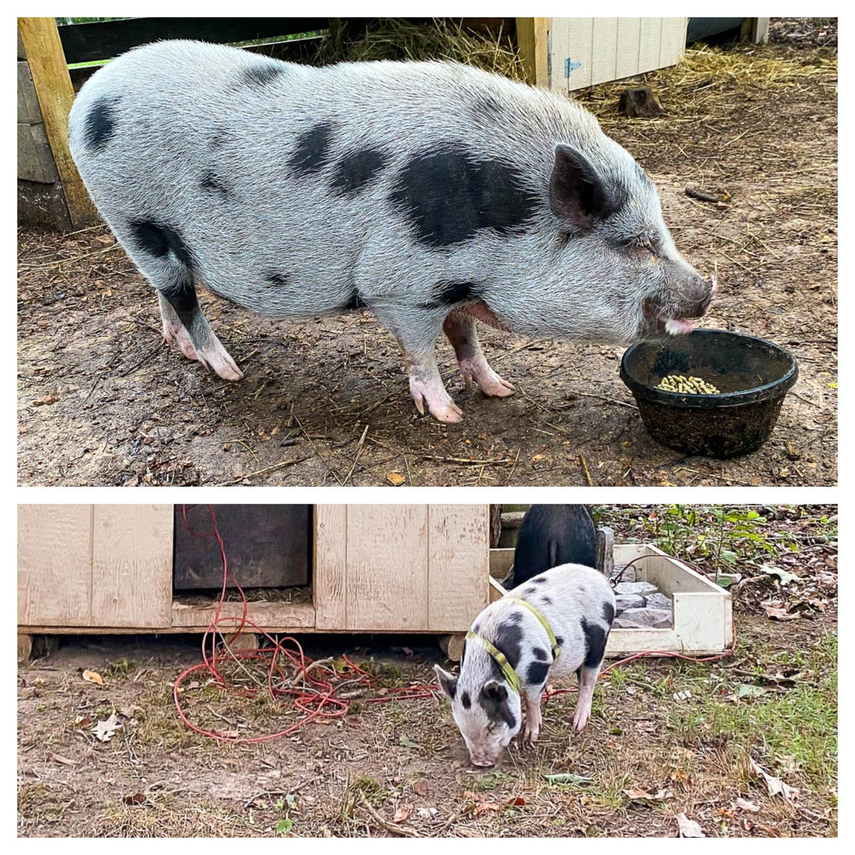 Mr. Banks is getting big (below photo one year ago)! Sadly this is why so many pigs are re-homed. No pig stays small. The term 'mini pig' means any pig that is not a giant farm hog. Mr. Banks will always be a 'mini pig'. ❤️🐷 Visit pigginsandbanks.org/donate/ for many ways to help!