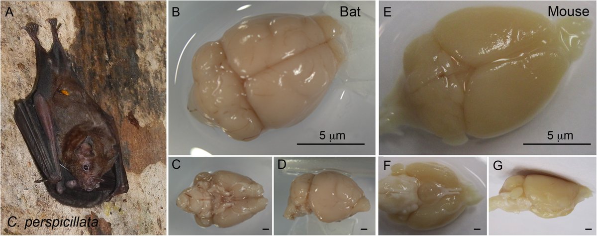 In comparison, mice pregnancy lasts about 19 days only and adults have approximatively similar weights (20 gr), and their brains are also very similar in structure and size
 pubmed.ncbi.nlm.nih.gov/29136119/#&gid…