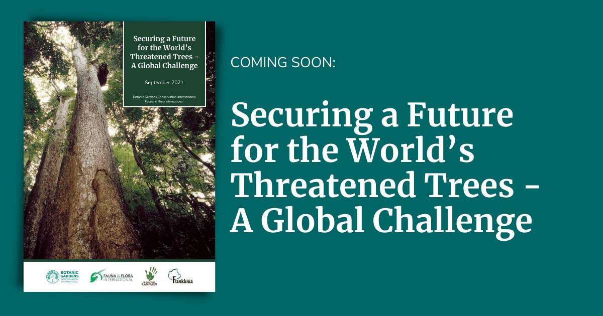 globaltrees's tweet photo. With 1/3 of all tree species threatened with extinction, we need to step up action for threatened trees!
On Sept 14th, we're launching a global call to action in our new report ⬇️
#StateOfTrees #ActionForTrees
@FaunaFloraInt @bgci https://t.co/1wTgdMgxFj