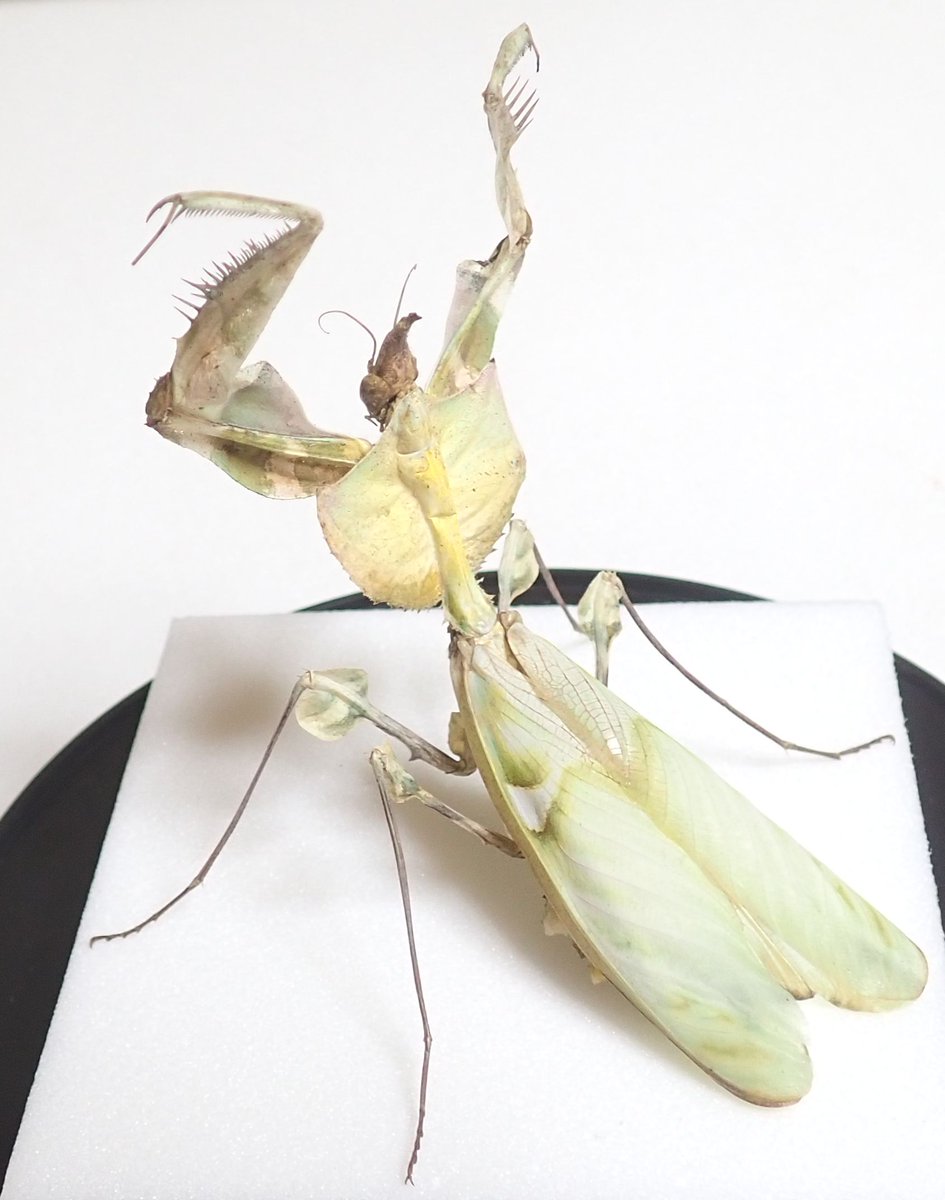 ☆ 展翅屋工房 ☆ 『 ケンランカマキリ ♀ 』 生態標本