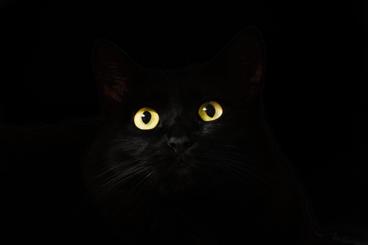 CamYouthOpera's tweet photo. We're back! Calling young composers, writers and singers to work with us to create a brand new opera, The Little Black Cat. Open to anybody 11 - 19. Participation is free of charge. Workshops with @RussHepplewhite and the CYO team Oct - Dec 2021. https://t.co/aQgnpMsjav https://t.co/h2WKrSSVaI