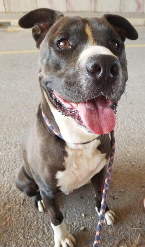 What can we say about this boy he’s so handsome and friendly and invisible Bobby, he's been left alone living in a cage.He's about 4-5 years old and with people he's a sweetheart he was well cared for and had been trained he walks very well and doesn't pull on the leash.