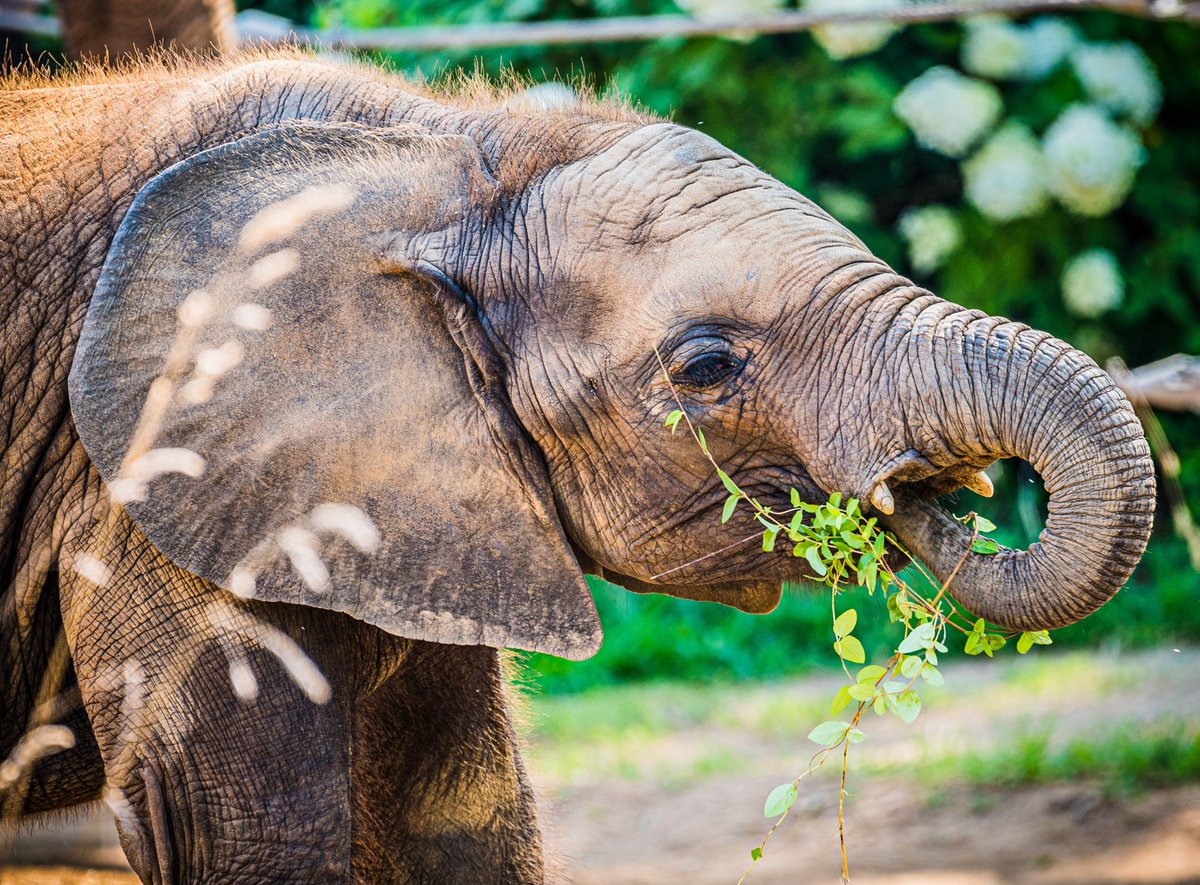 LouisvilleZoo's tweet photo. A lean, mean, green-eatin' machine. ๐
#FitzFriday #GettinThatGreen #CleanPlateClub #EleFUN #WeAreLouZoo
๐ธ Kyle Shepherd https://t.co/2rsScGNtcf