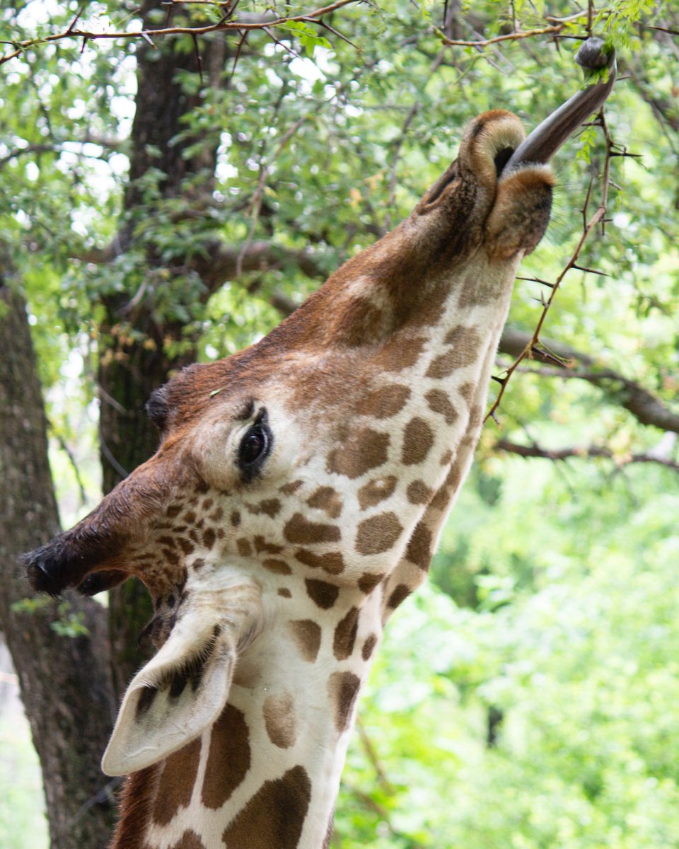 Happy Friday! We're here with some giraffe-approved life advice: never stop reaching for the top. 🦒