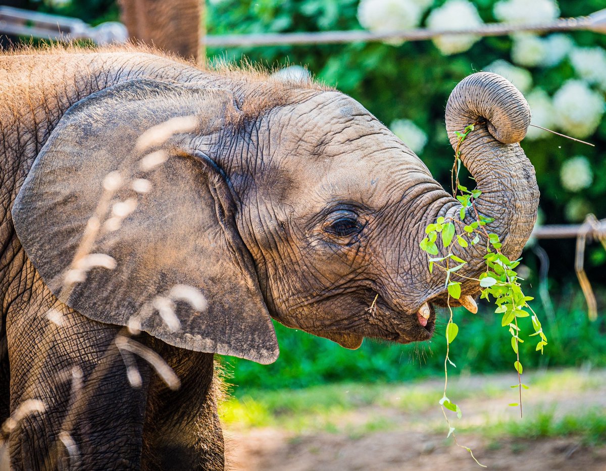 LouisvilleZoo's tweet photo. A lean, mean, green-eatin' machine. ๐
#FitzFriday #GettinThatGreen #CleanPlateClub #EleFUN #WeAreLouZoo
๐ธ Kyle Shepherd https://t.co/2rsScGNtcf