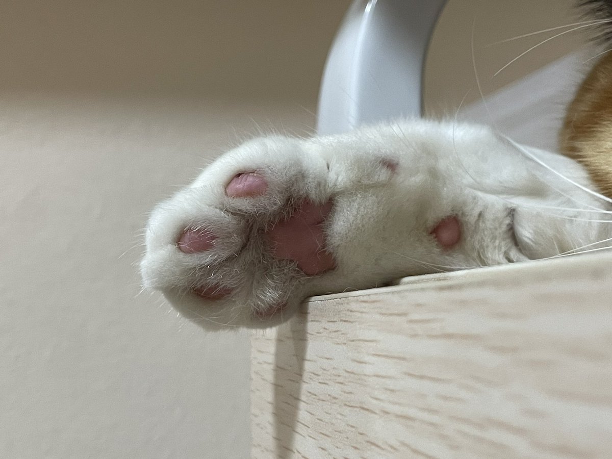 ชอบนอนท่าย่างคากิ