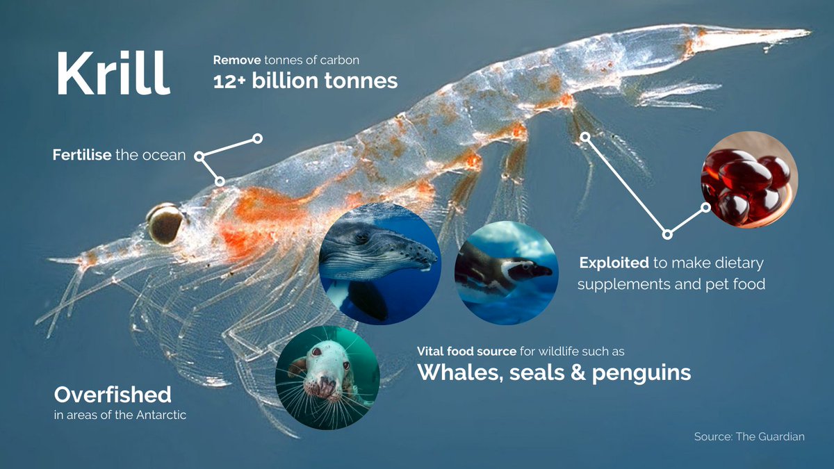 The loss of Krill threatens the very base of the Antarctic food chain. #CCAMLR in October is a pivotal moment for krill, where catch limits in certain areas of Antarctica will be revised. #Antarctica2020