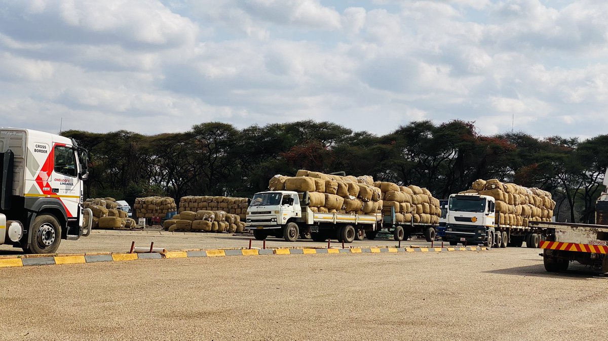PTChimusoro's tweet photo. Cotton deliveries at Muzarabani Cotton Ginery. 

Zimbabwean cotton farmers are working, and there’s hope for the textile industry. I’m sure Zimbabwe can grow into a leading cloth manufacturer. It’s very possible and achievable. 
@basera_john 
#ZimAgricRising https://t.co/pHKJpE08fd